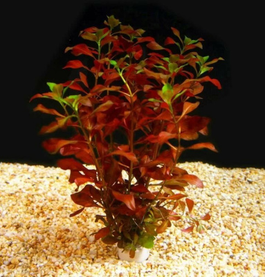 Людвигия Полюстрис, шт